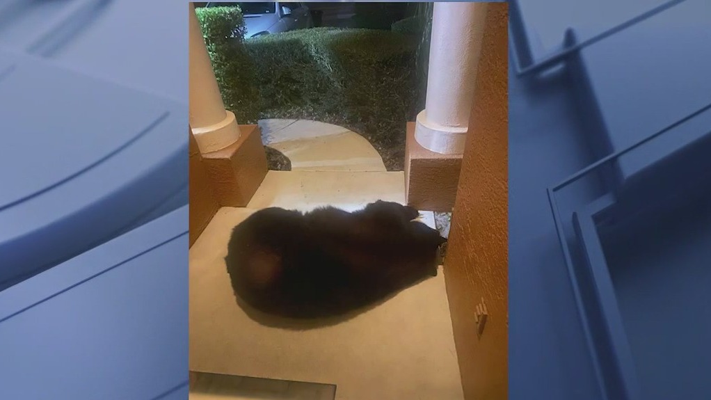 Bear caught sleeping on front porch of Florida home